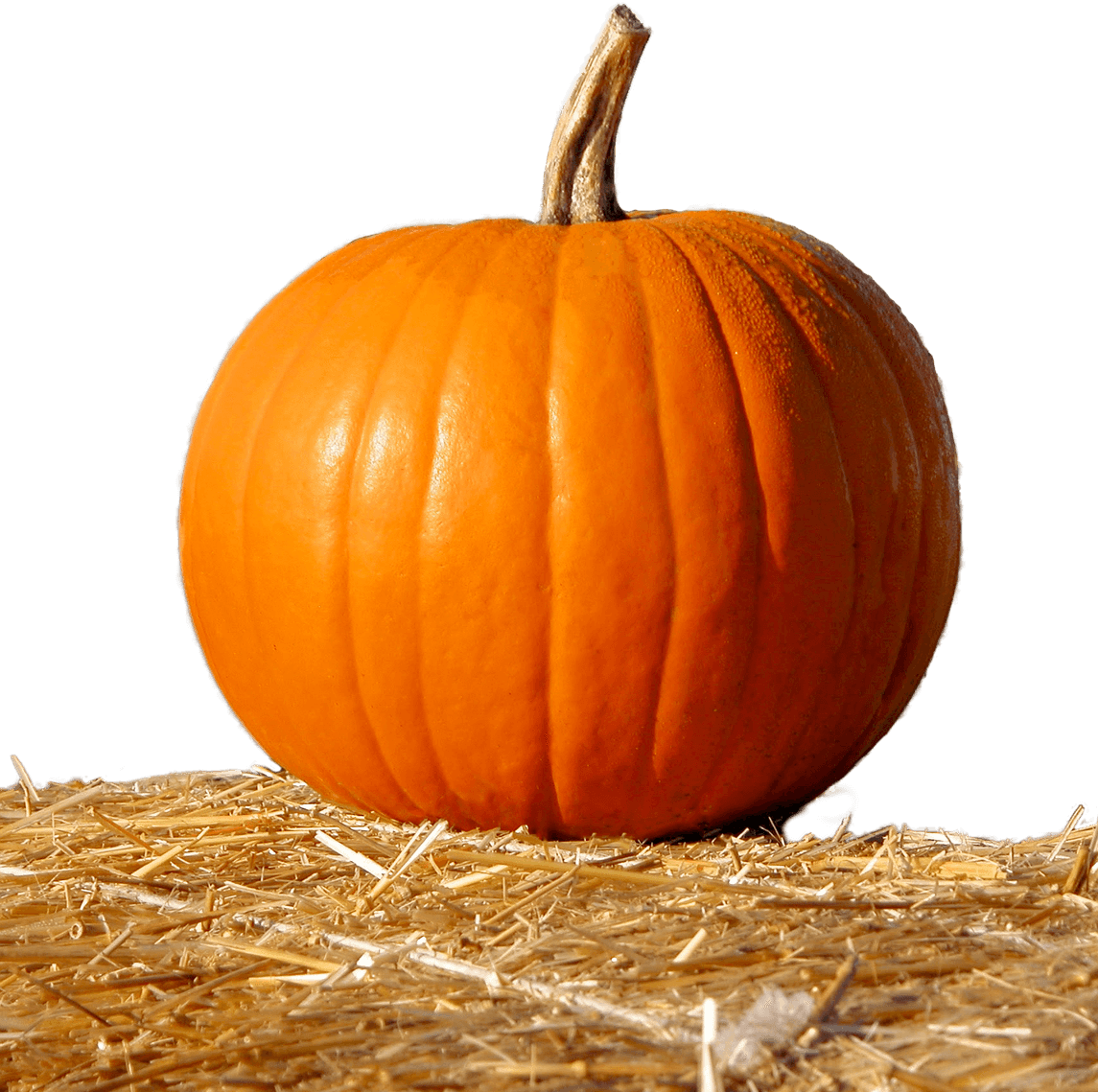 Pumpkin King Pumpkin Patch — Pumpkin patches