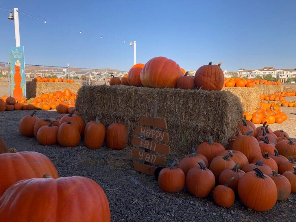KR Farms Pumpkin Patch — Pumpkin patches