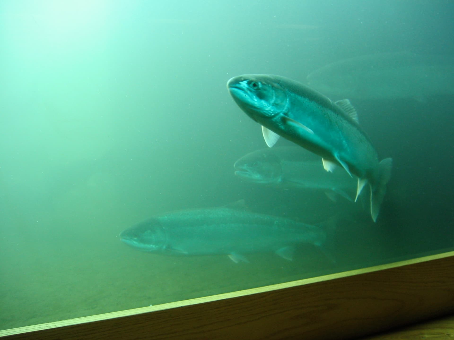 Bonneville Dam — Salmon Run (photo 2)