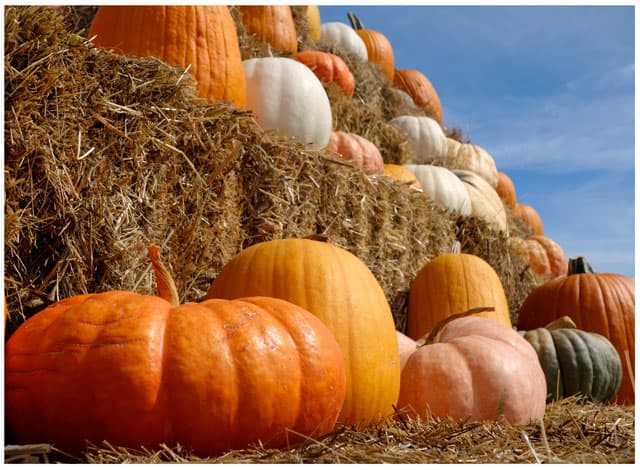 Amador Flower Farm — Pumpkin patches