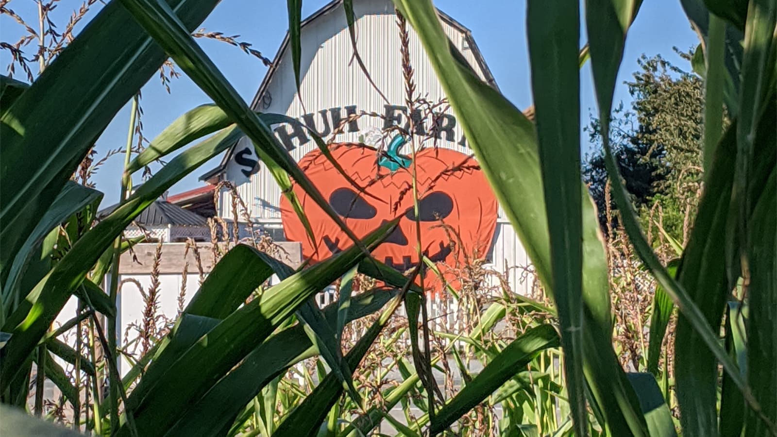 Schuh Farms — Pumpkin patches