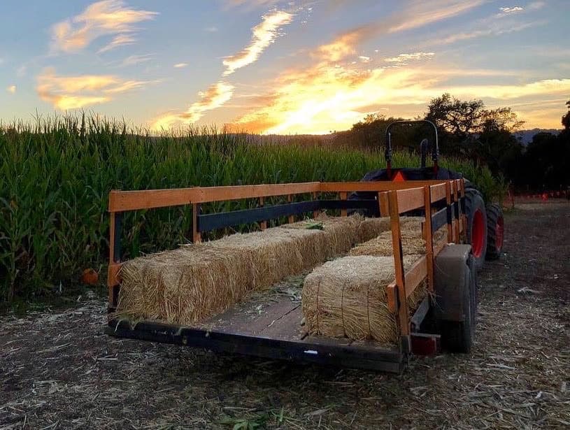 Webb Ranch Pumpkin Patch — Pumpkin patches