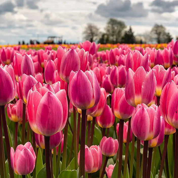 Skagit Valley Tulip Festival — Festival