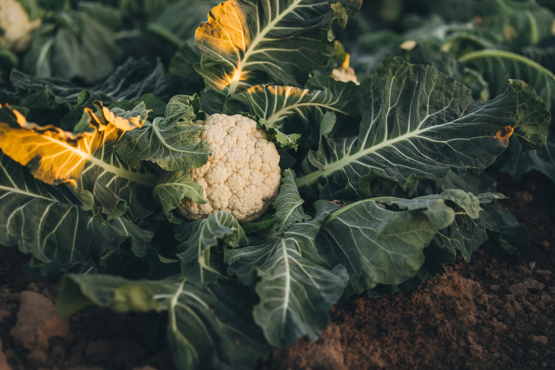 Earthbound Farm Stand — Pumpkin patches