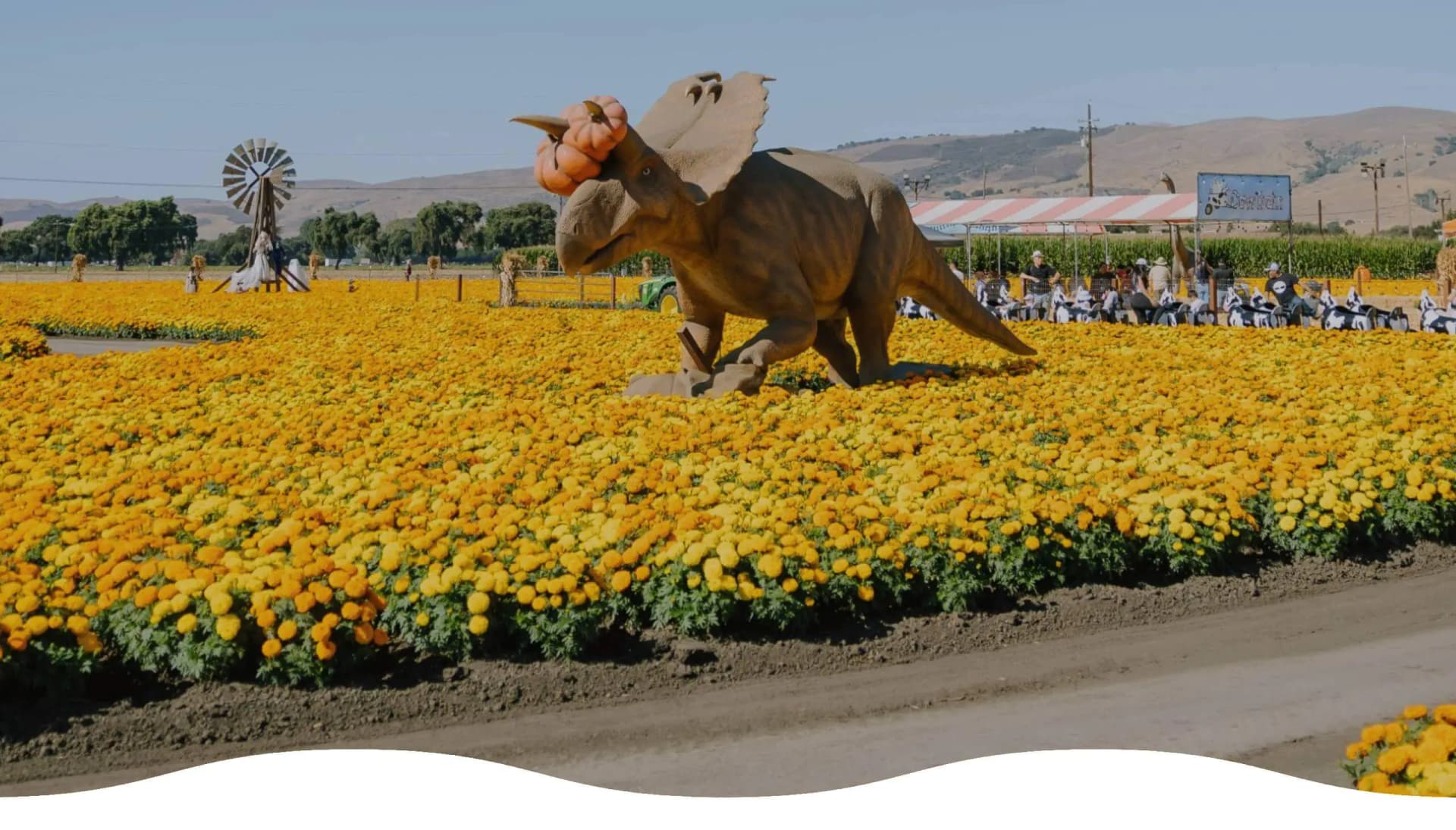 Spina Farms Pumpkin Patch — Pumpkin patches