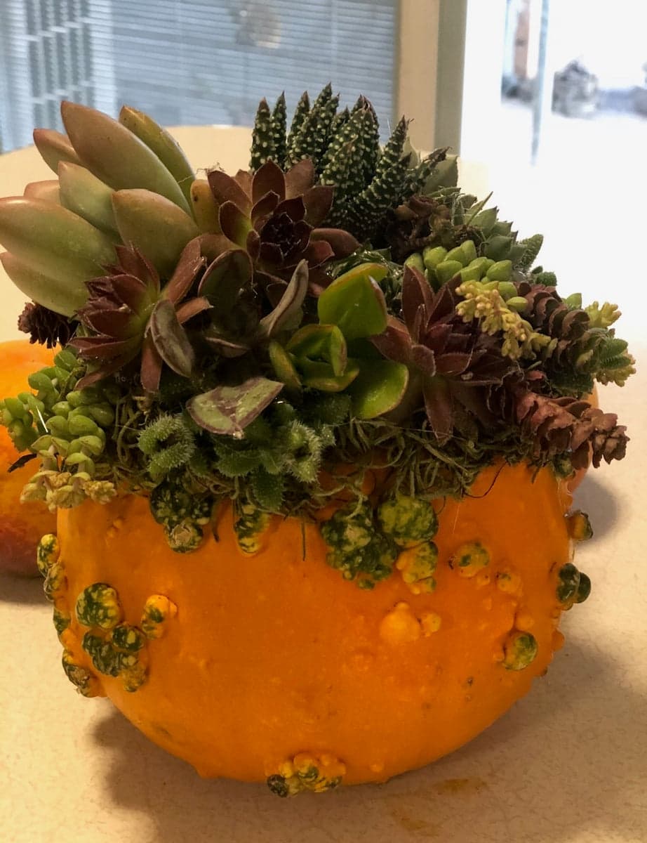 The Great Pleasants Valley Pumpkin Patch — Pumpkin patches