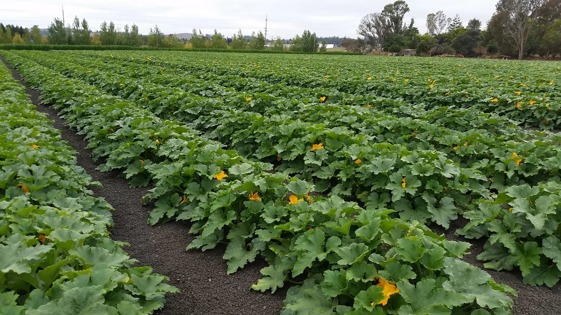 Petaluma Pumpkin Patch and Amazing Corn Maze — Pumpkin patches