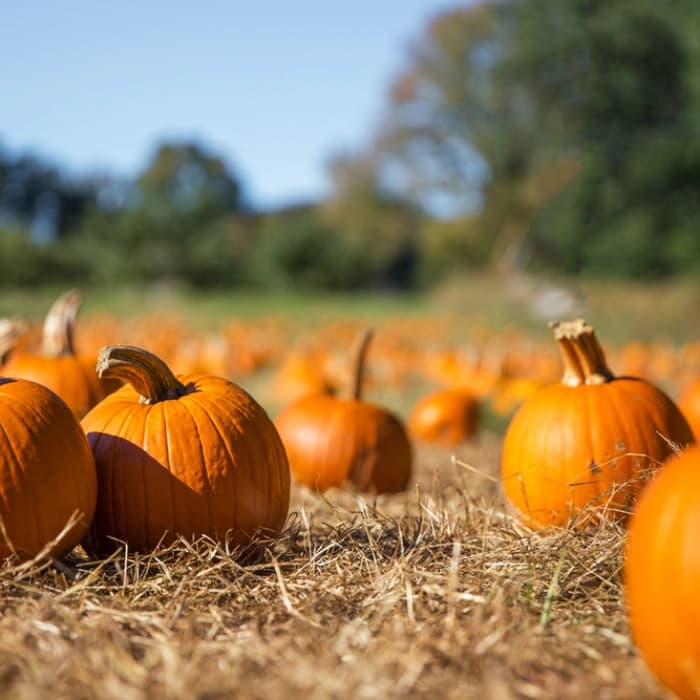 Mike's Pumpkin Patch — Pumpkin patches