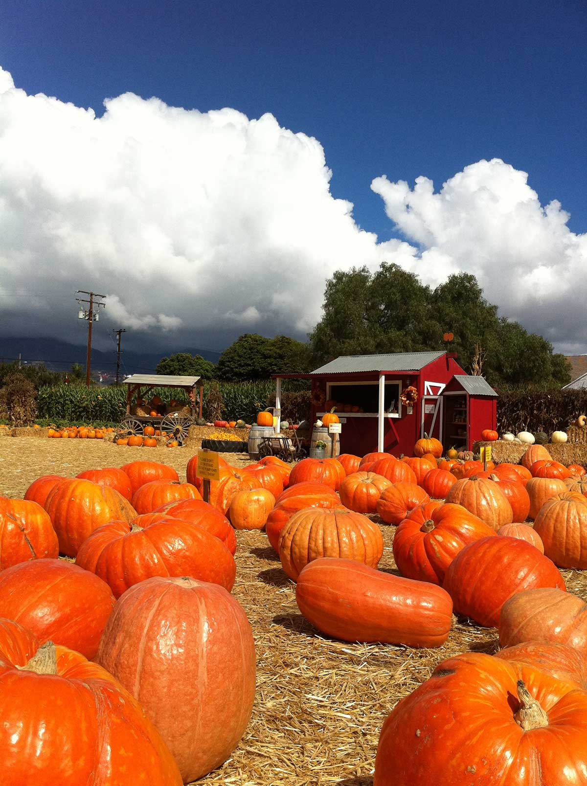 Lane Farms Pumpkin Patch — Pumpkin patches