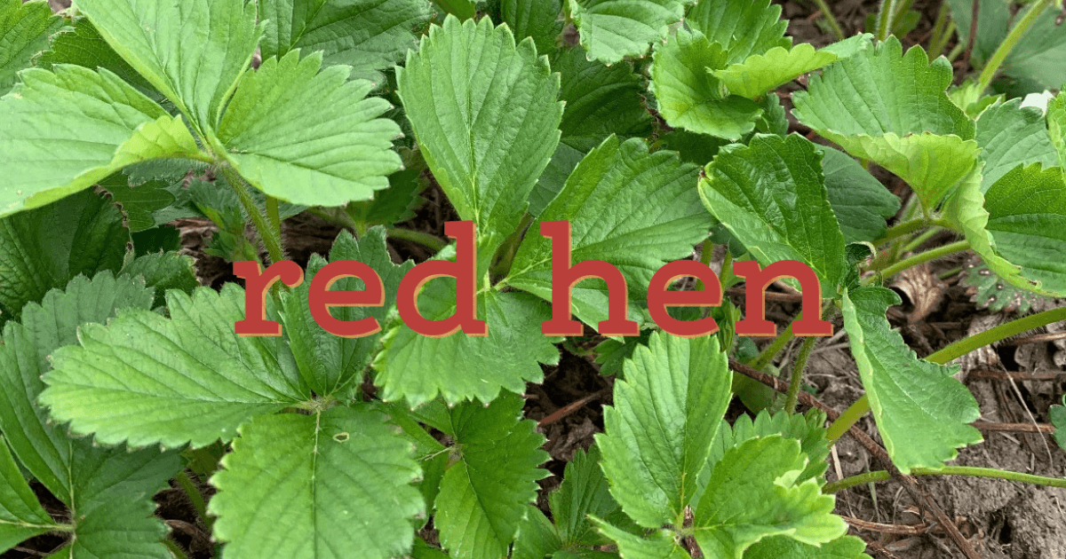 Red Hen Farm & Orchard — Pumpkin patches