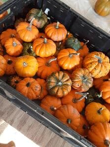 River Ranch Pumpkin Patch — Pumpkin patches