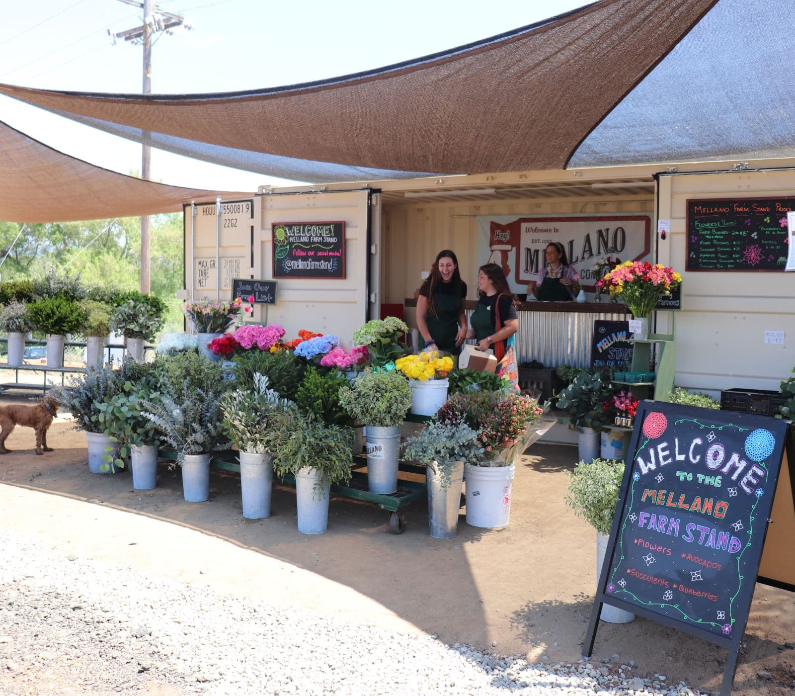 Mellano Farm Stand Pumpkin and Marigold Harvest Festival — Pumpkin patches
