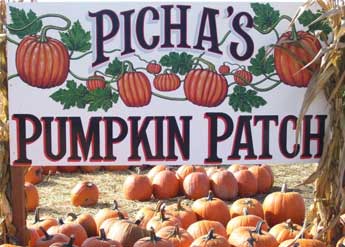Picha Farms — Pumpkin patches