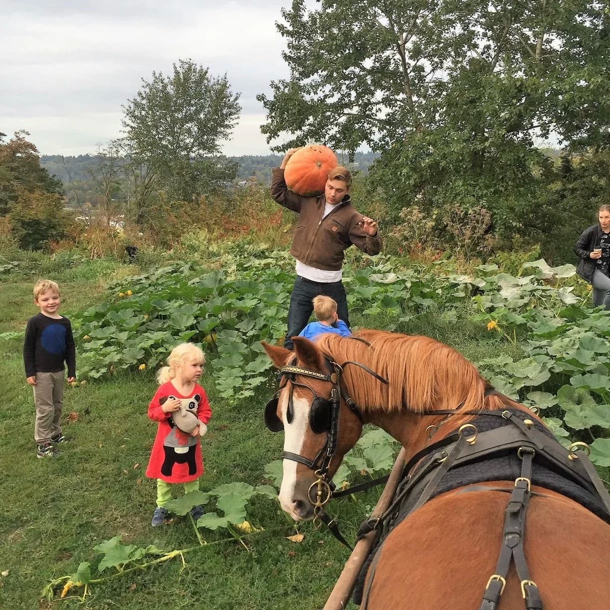 Seattle Farm — Pumpkin patches (photo 3)