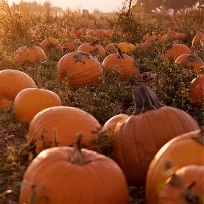 Bauman's Harvest Festival (Bauman's Farm & Garden) — Pumpkin patches