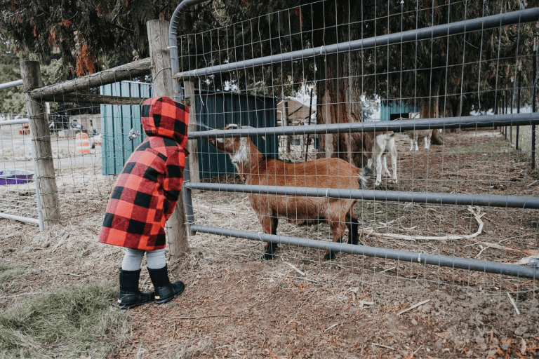 Bushue's Family Farm — Pumpkin patches