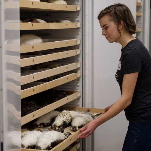 Burke Museum of Natural History and Culture — Free museum days