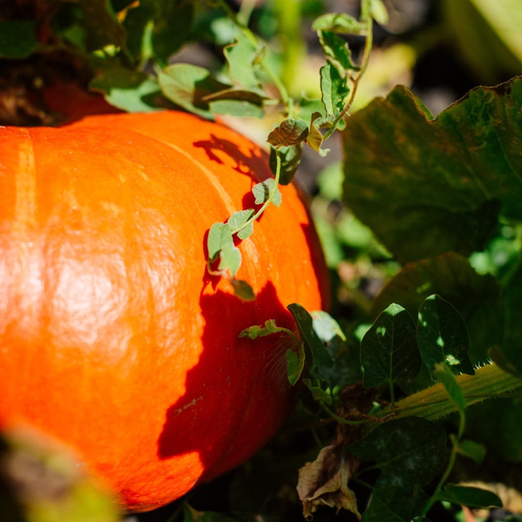 Rancho Pumpkin Patch — Pumpkin patches
