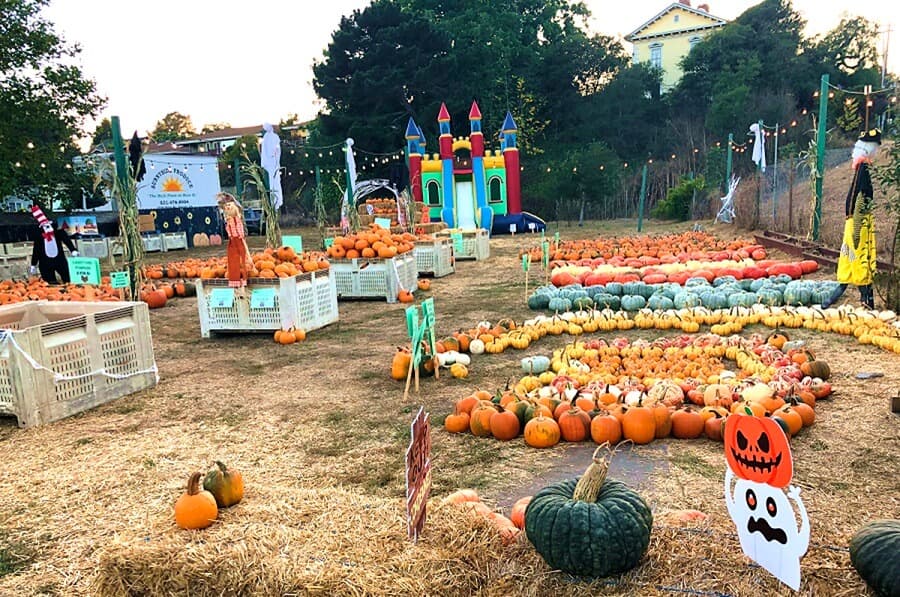 Sunnyside Pumpkin Patch — Pumpkin patches