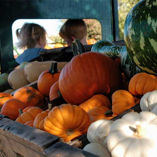 Bishop's Pumpkin Farm — Pumpkin patches