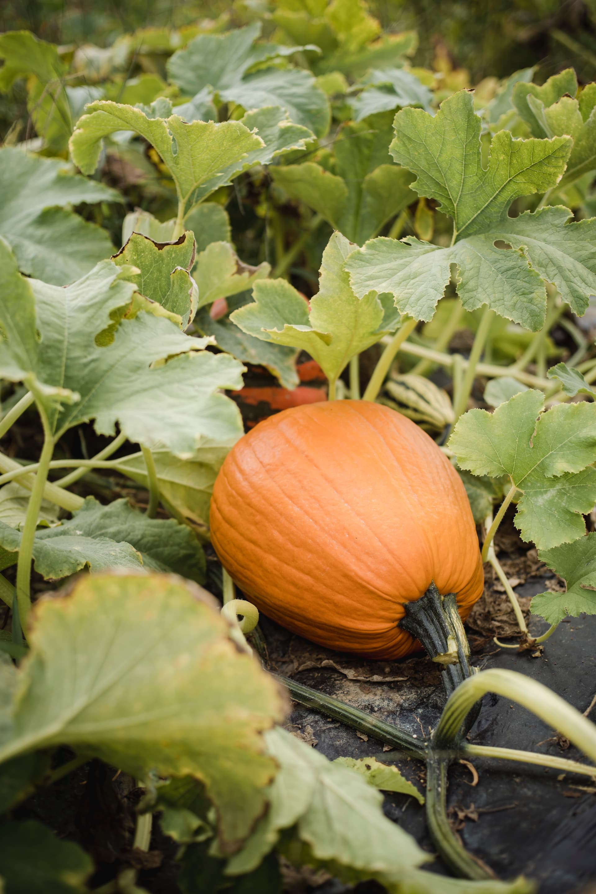 LoMac Pumpkin Patch — Pumpkin patches