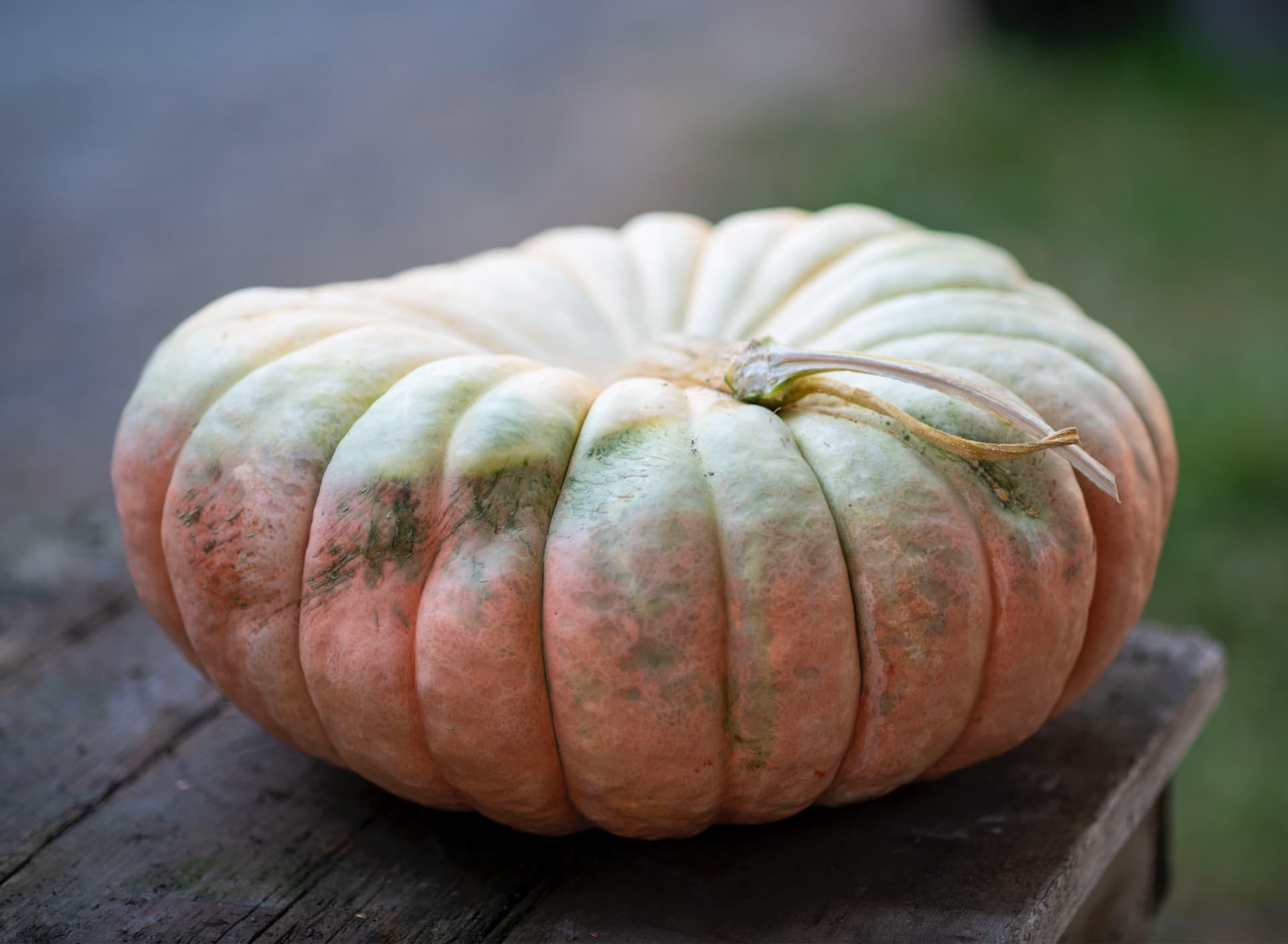 Gordon Skagit Farms — Pumpkin patches (photo 3)