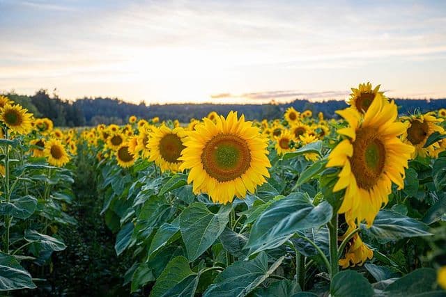 Schilter Family Farm (Olympia) — Pumpkin patches