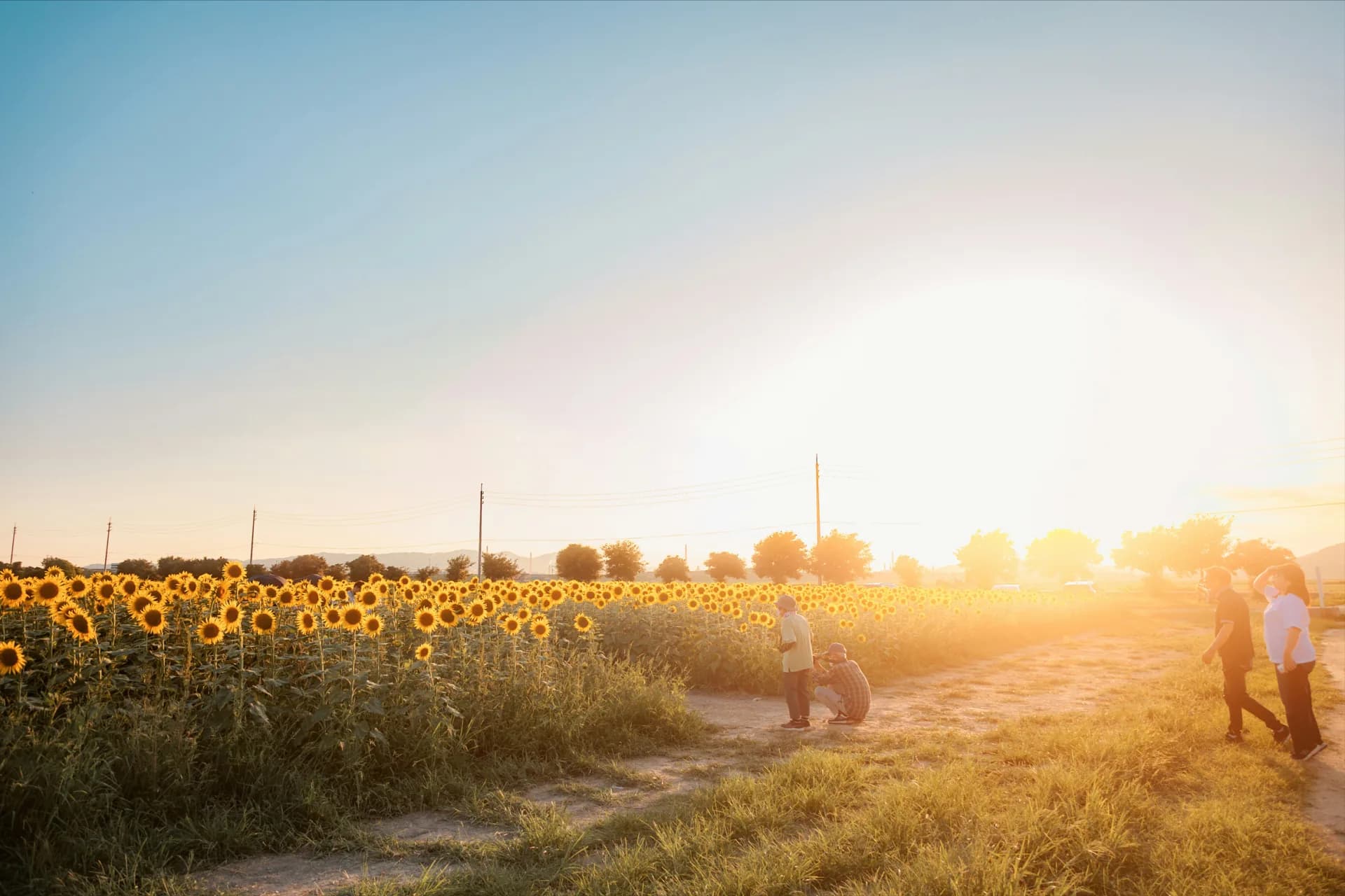 Johnson Vegetable Farms — Pumpkin patches