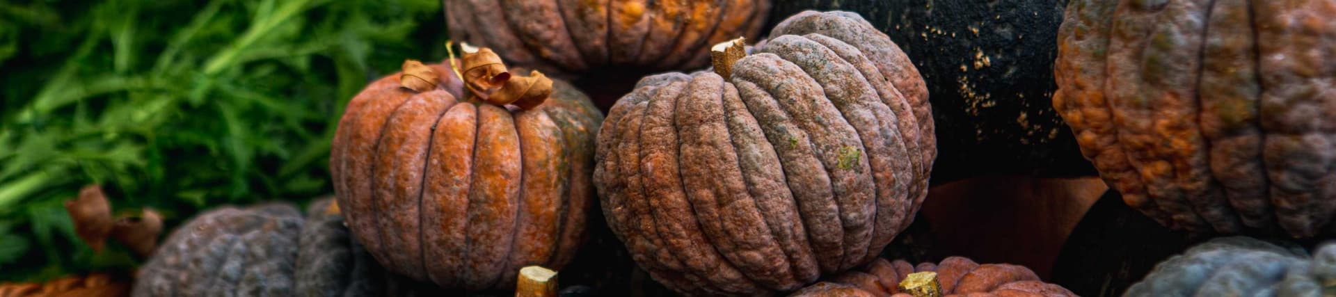 Oregon City Farmers Market — Market