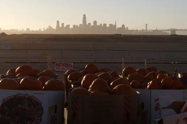 Speer Family Farms at Alameda Point — Pumpkin patches