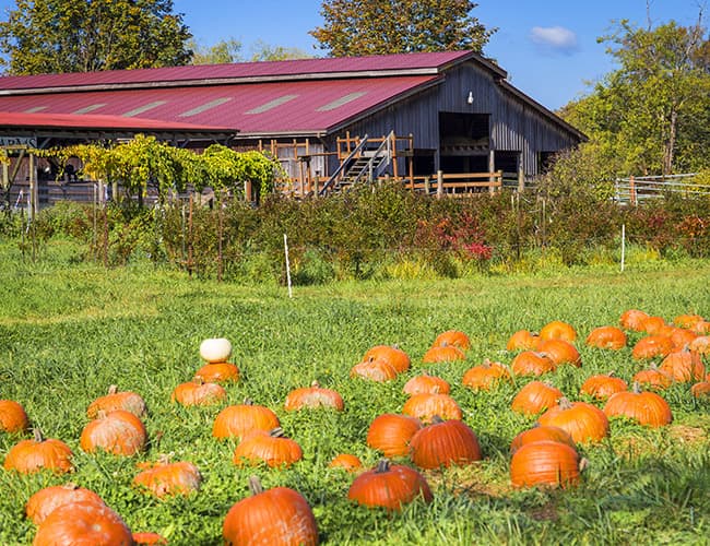 Fall City Farms — Pumpkin patches