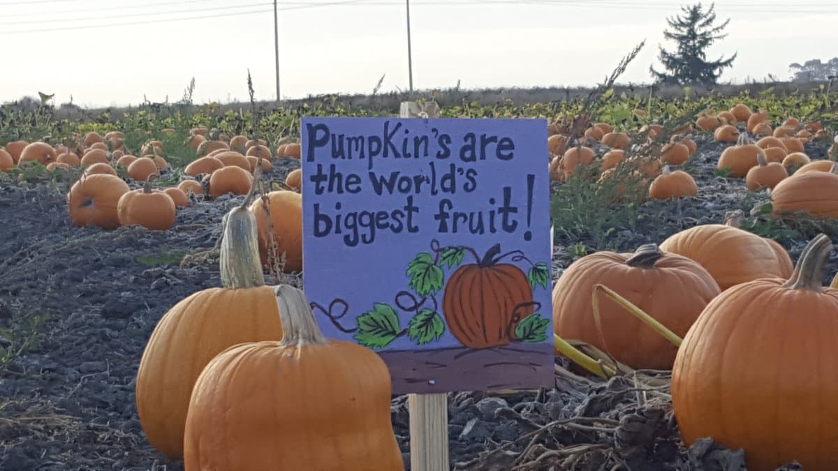 Organic Matters Ranch — Pumpkin patches