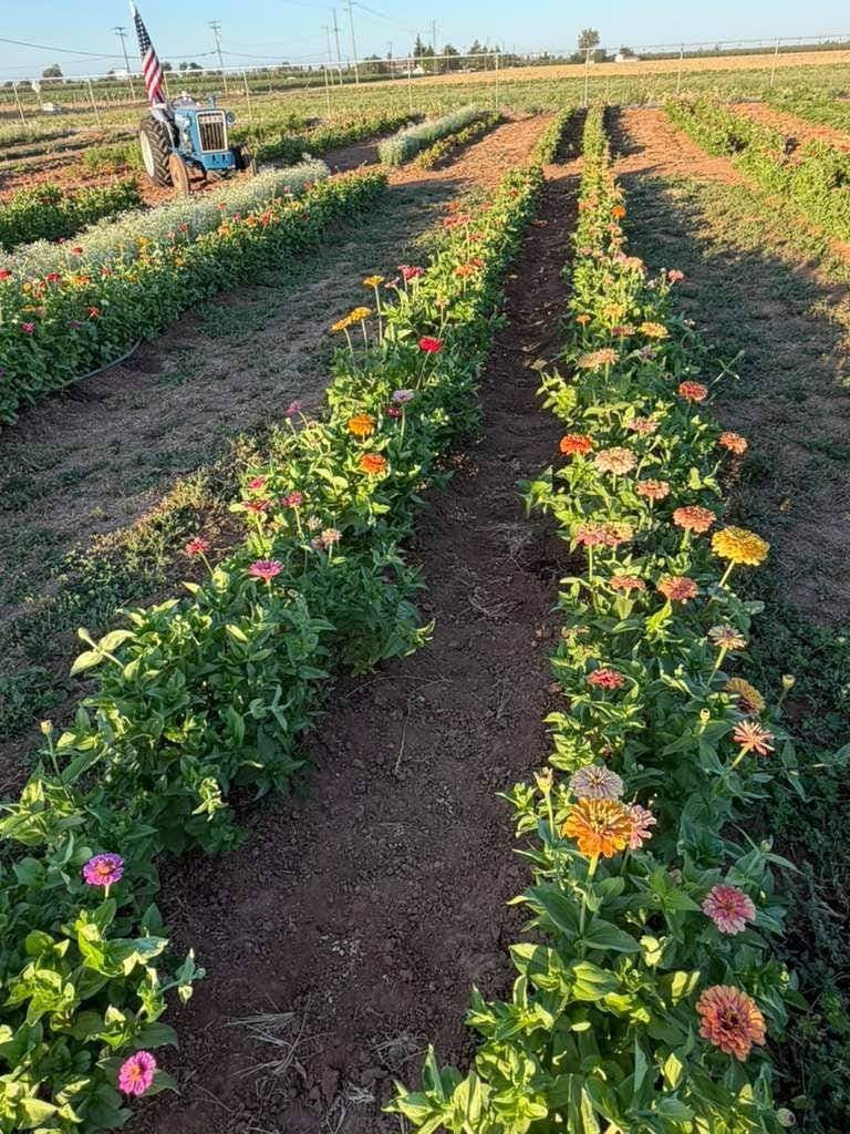 Atwal Farm — Pumpkin patches