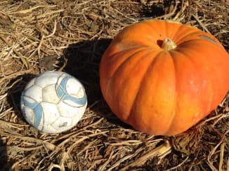 Nipomo Pumpkin Patch — Pumpkin patches