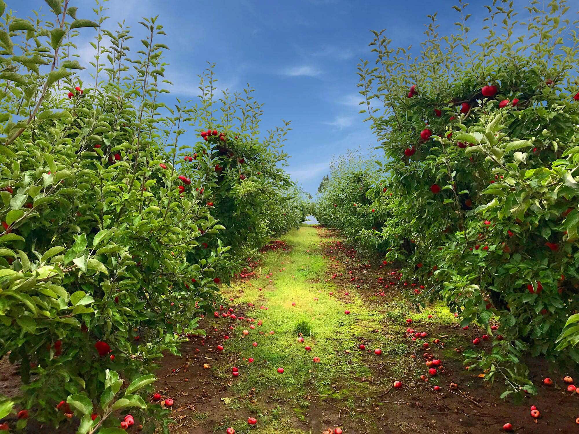 Detering Orchards — Pumpkin patches