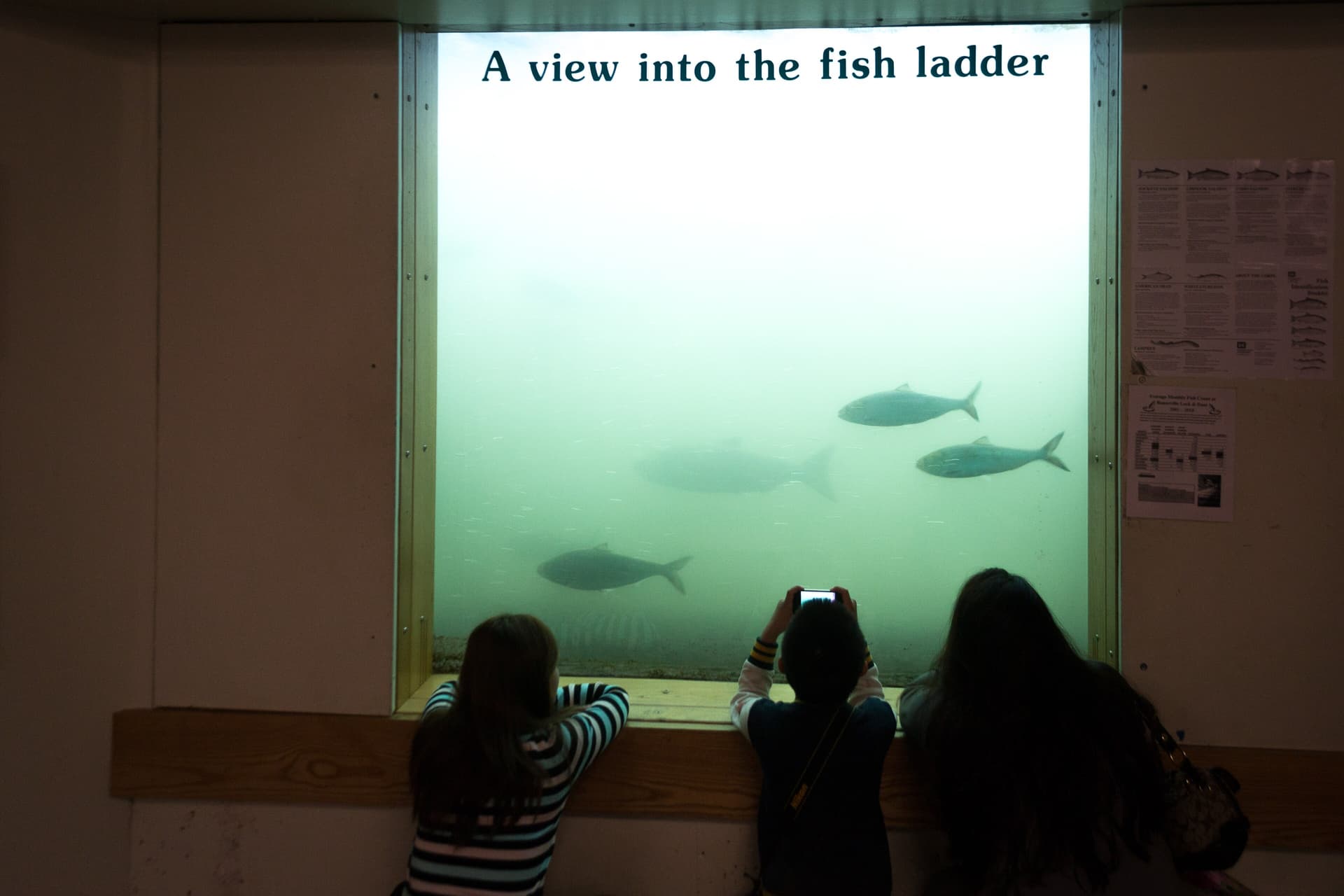 Bonneville Dam — Salmon Run (photo 3)