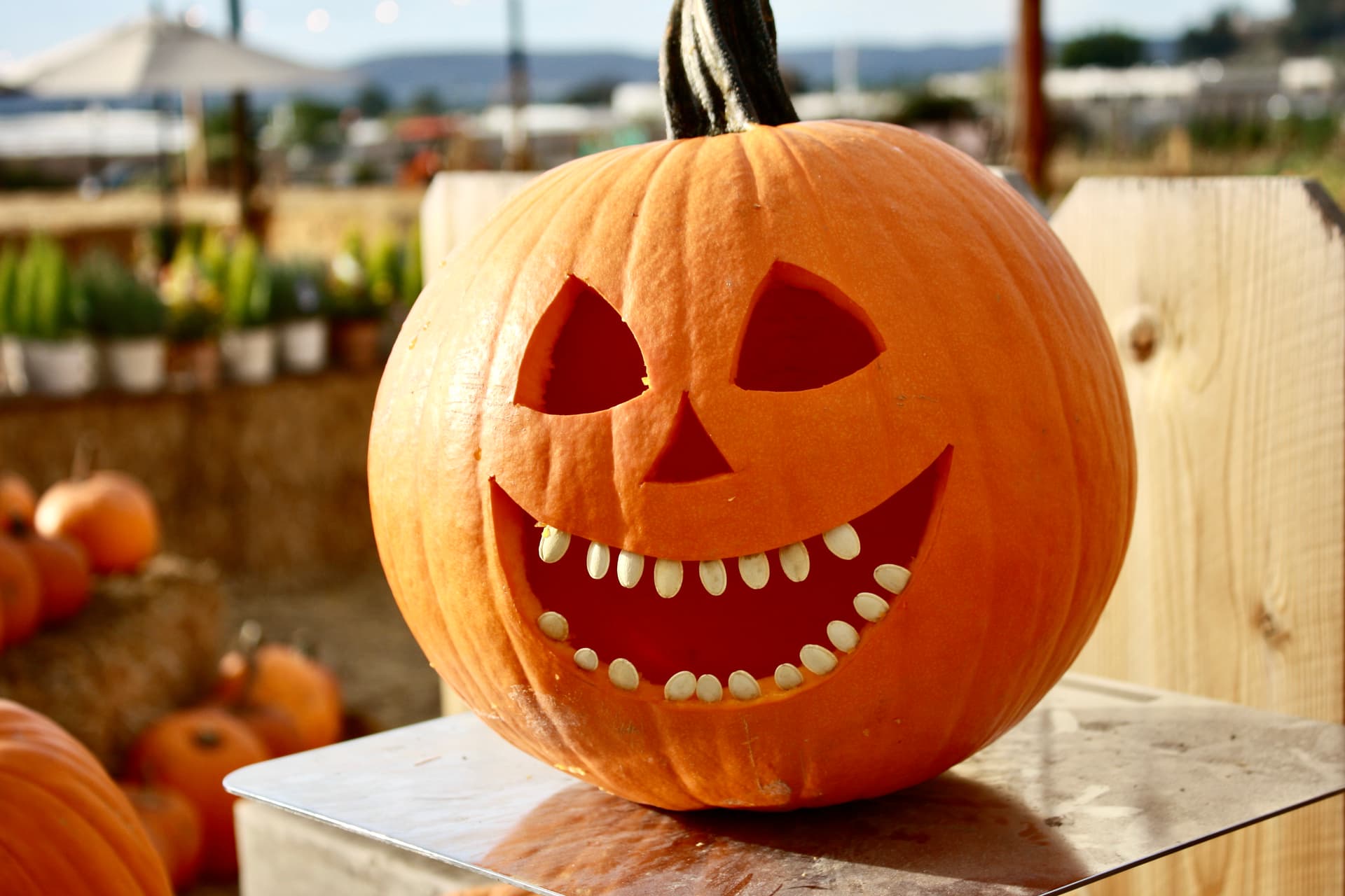 Family Christmas Tree Farm Pumpkin Patch — Pumpkin patches