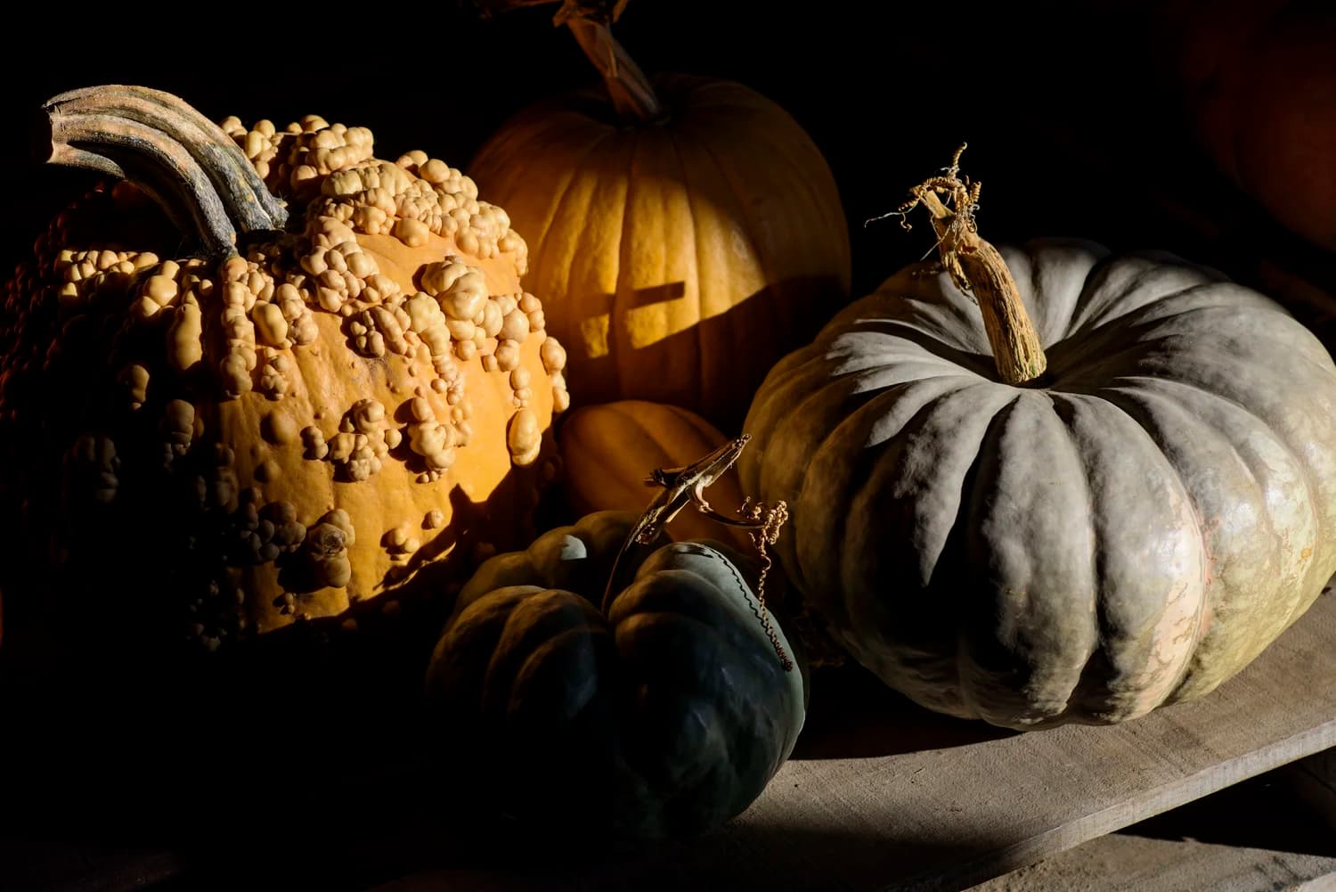 Gordon Skagit Farms — Pumpkin patches