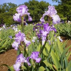 Horton Iris Garden and Pumpkin Patch — Pumpkin patches