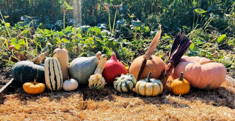 West Union Gardens — Pumpkin patches