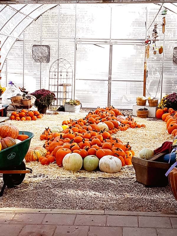 Tilleraas Landscape Nursery Pumpkin Patch — Pumpkin patches