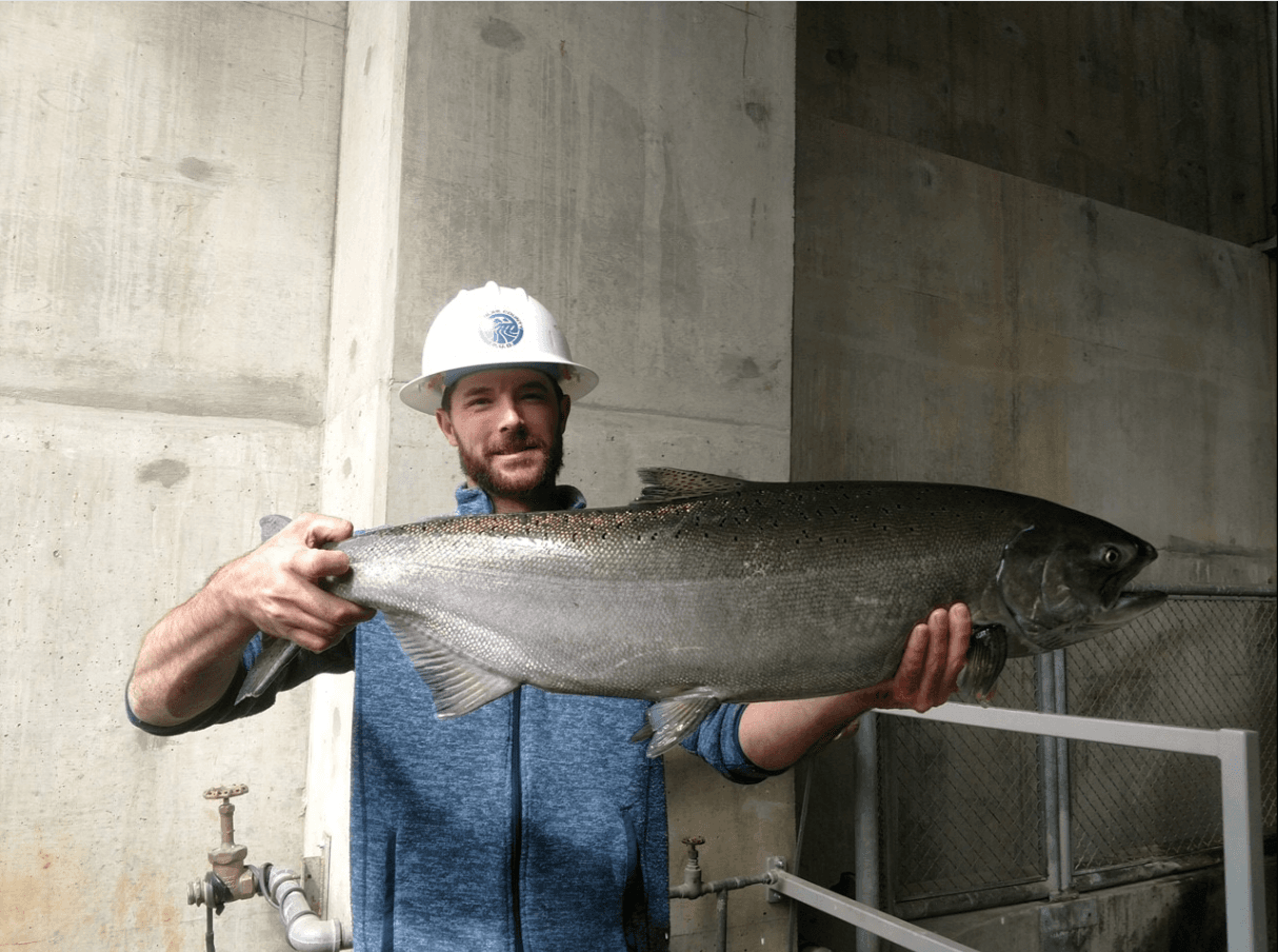 Wells Dam — Salmon Run (photo 2)
