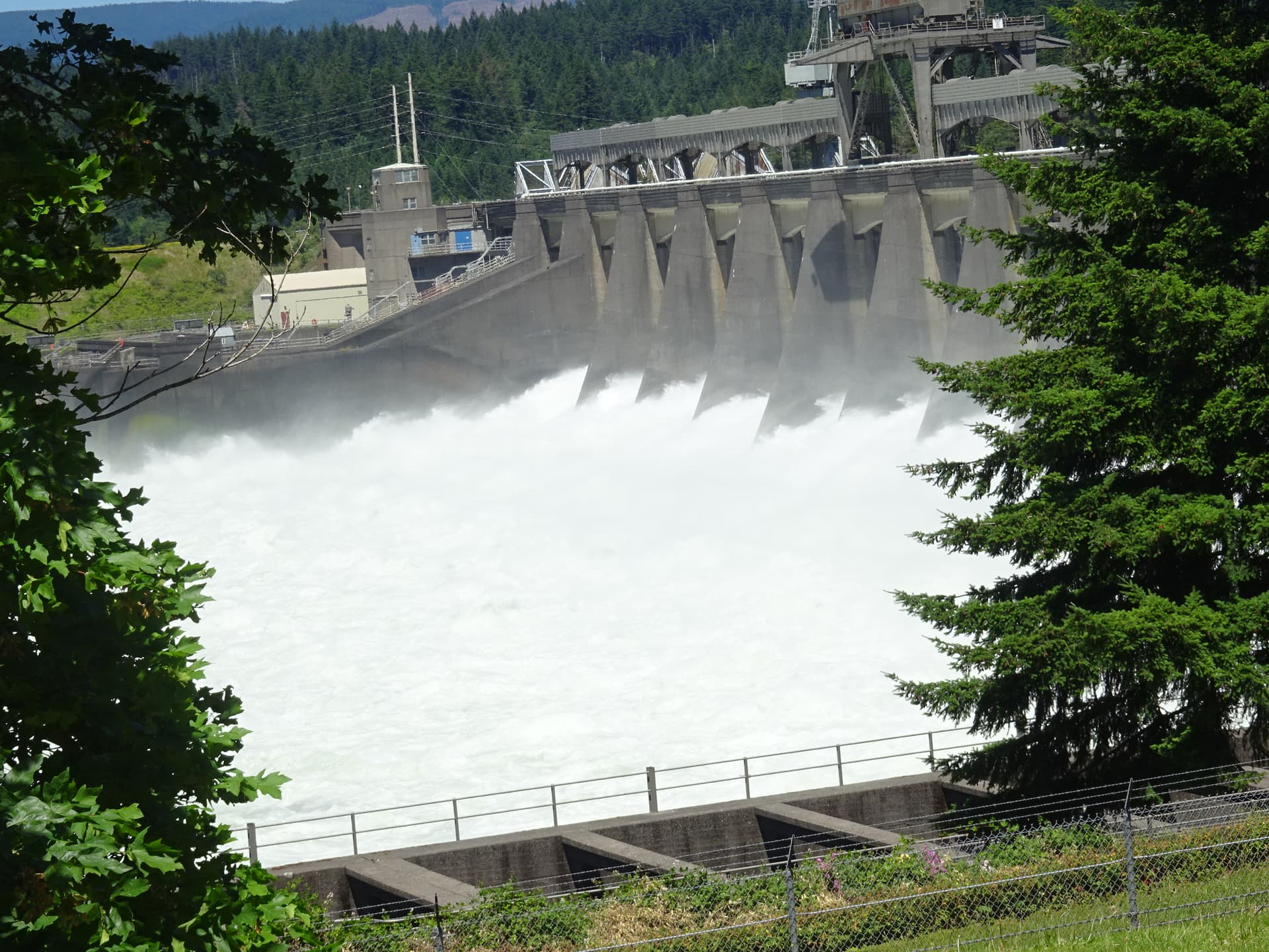 Bonneville Dam — Salmon Run
