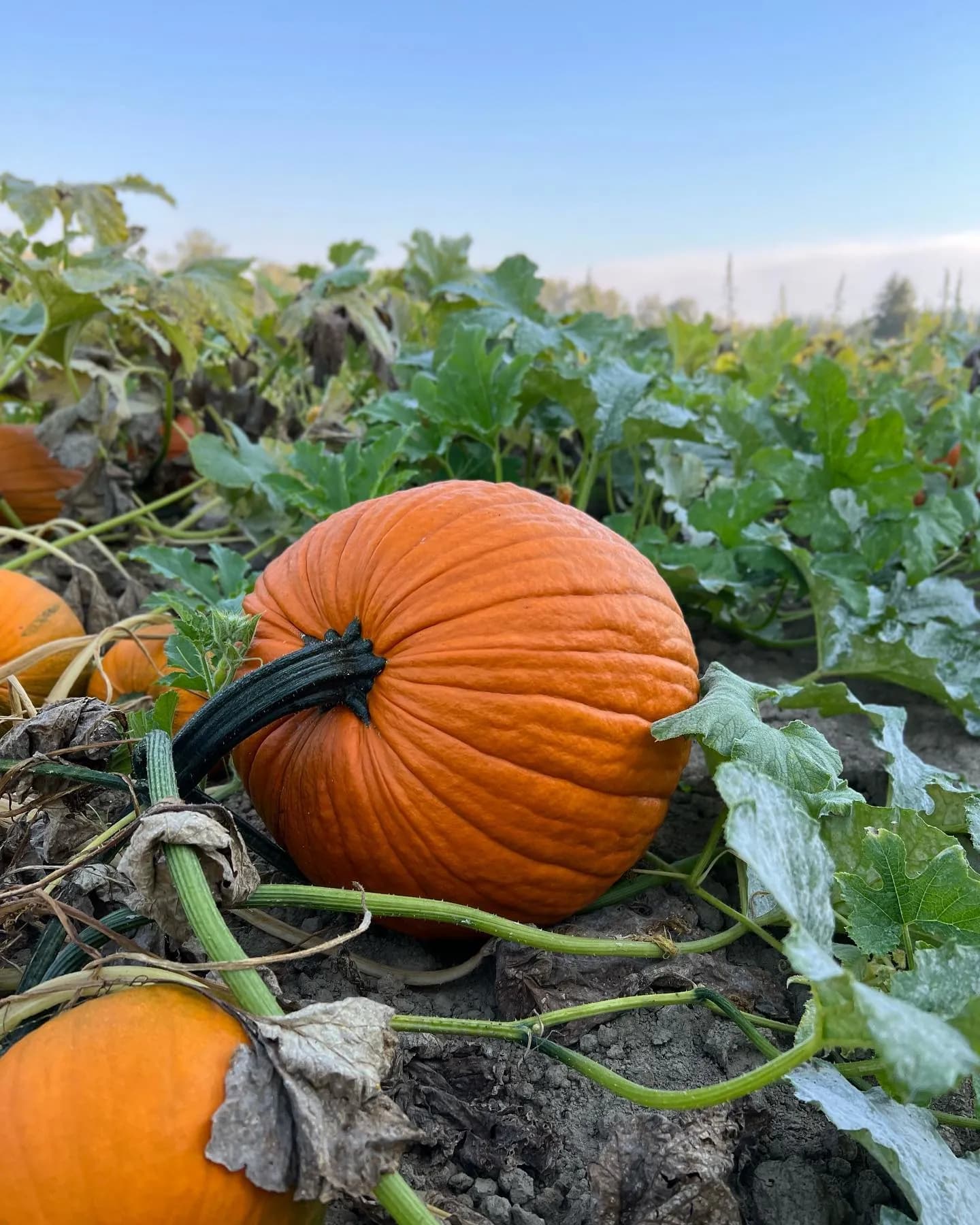 Remlinger Farms — Pumpkin patches