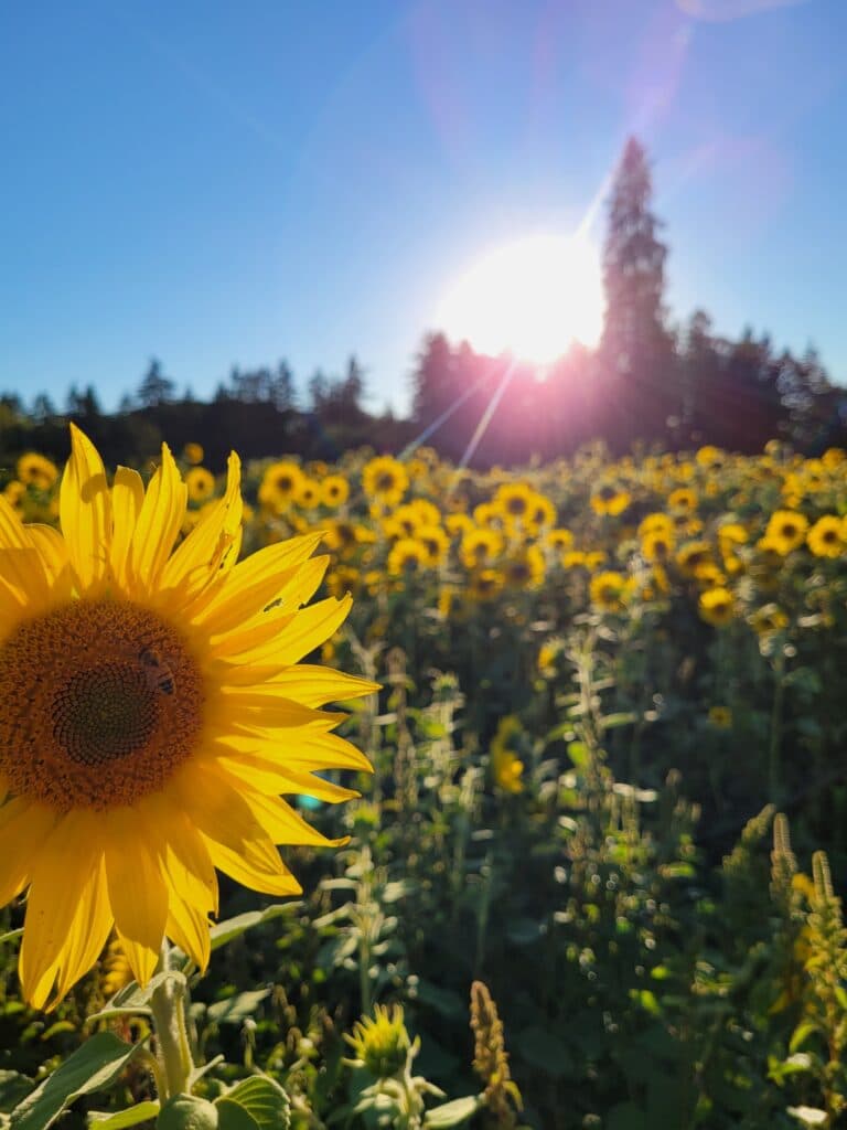 Papa's Pumpkin Patch (Wachlin Farms) — Pumpkin patches