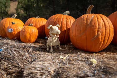 Pumpkin Patch Express (Western Pacific Railroad Museum / Feather River Rail Society) — Pumpkin patches