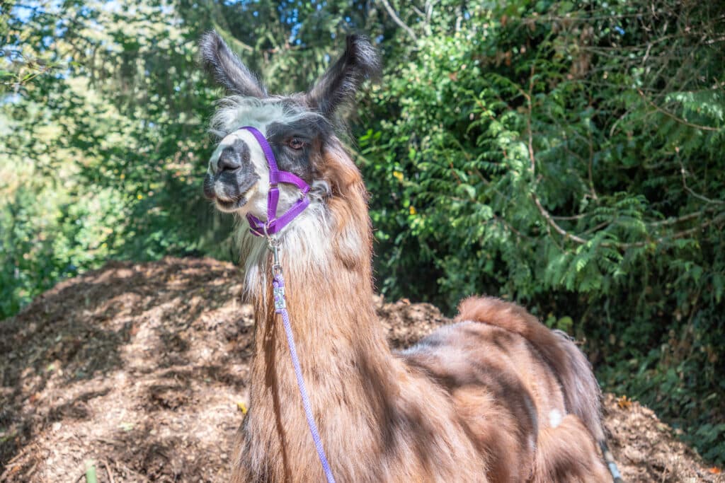 Rainier Beach Farm Fest — Festival