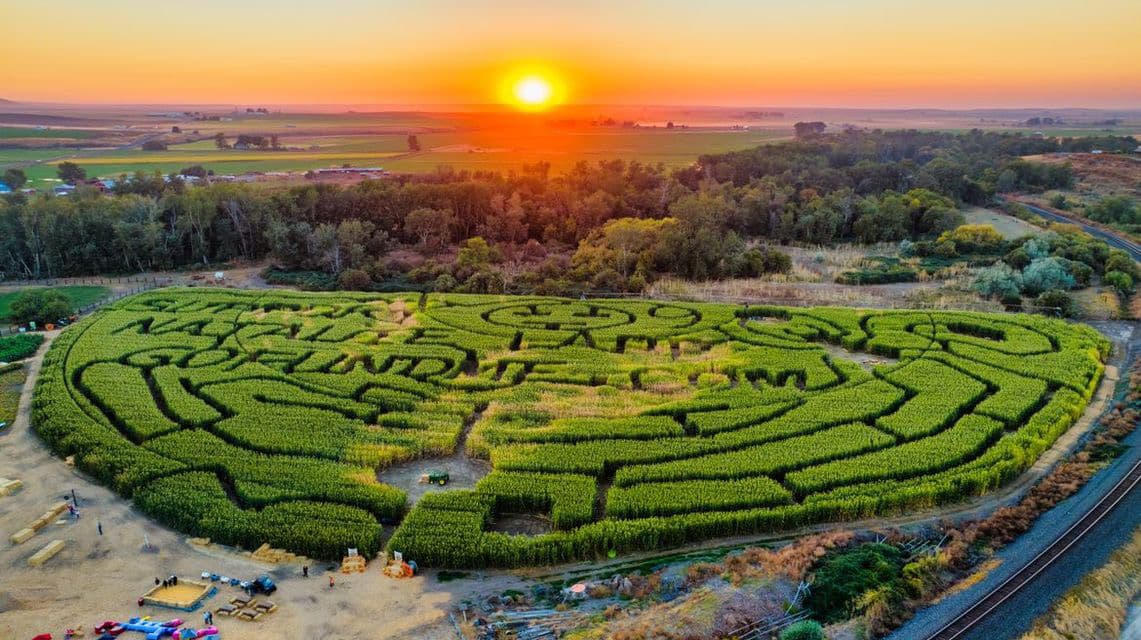 Echo Corn Maze & Pumpkin Patch — Pumpkin patches
