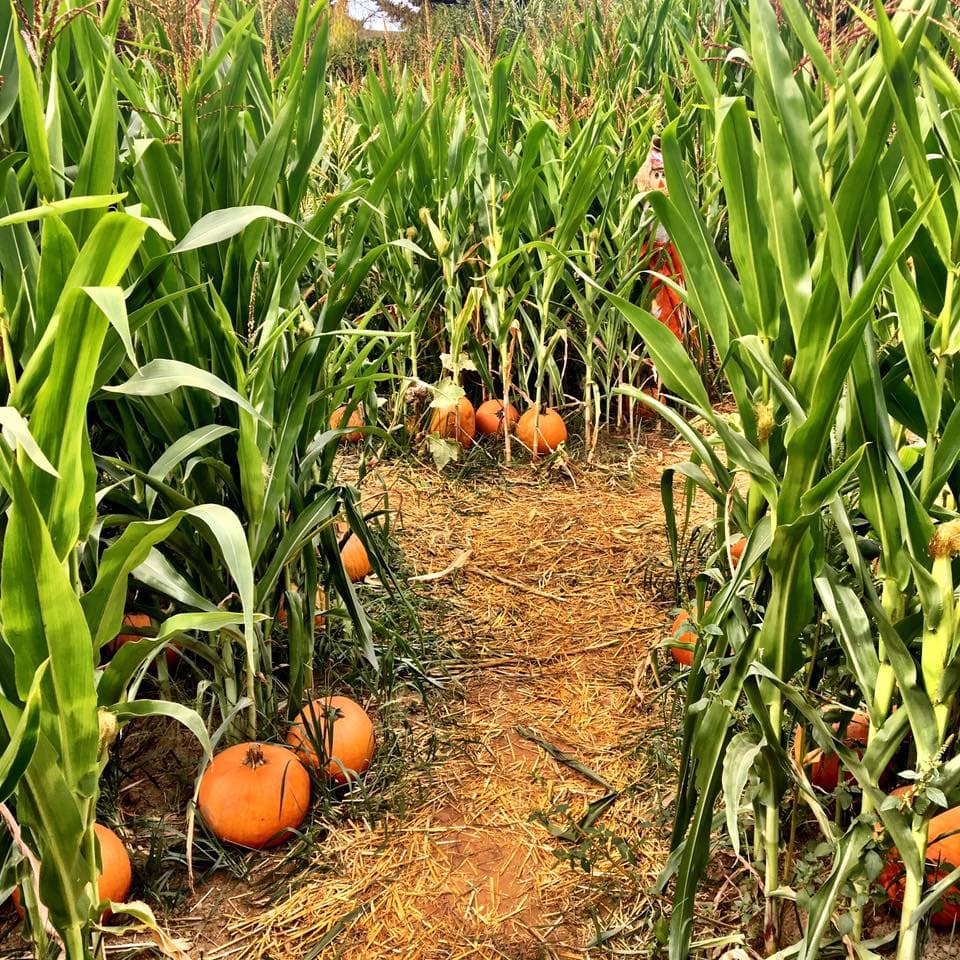 Growers Outlet — Pumpkin patches