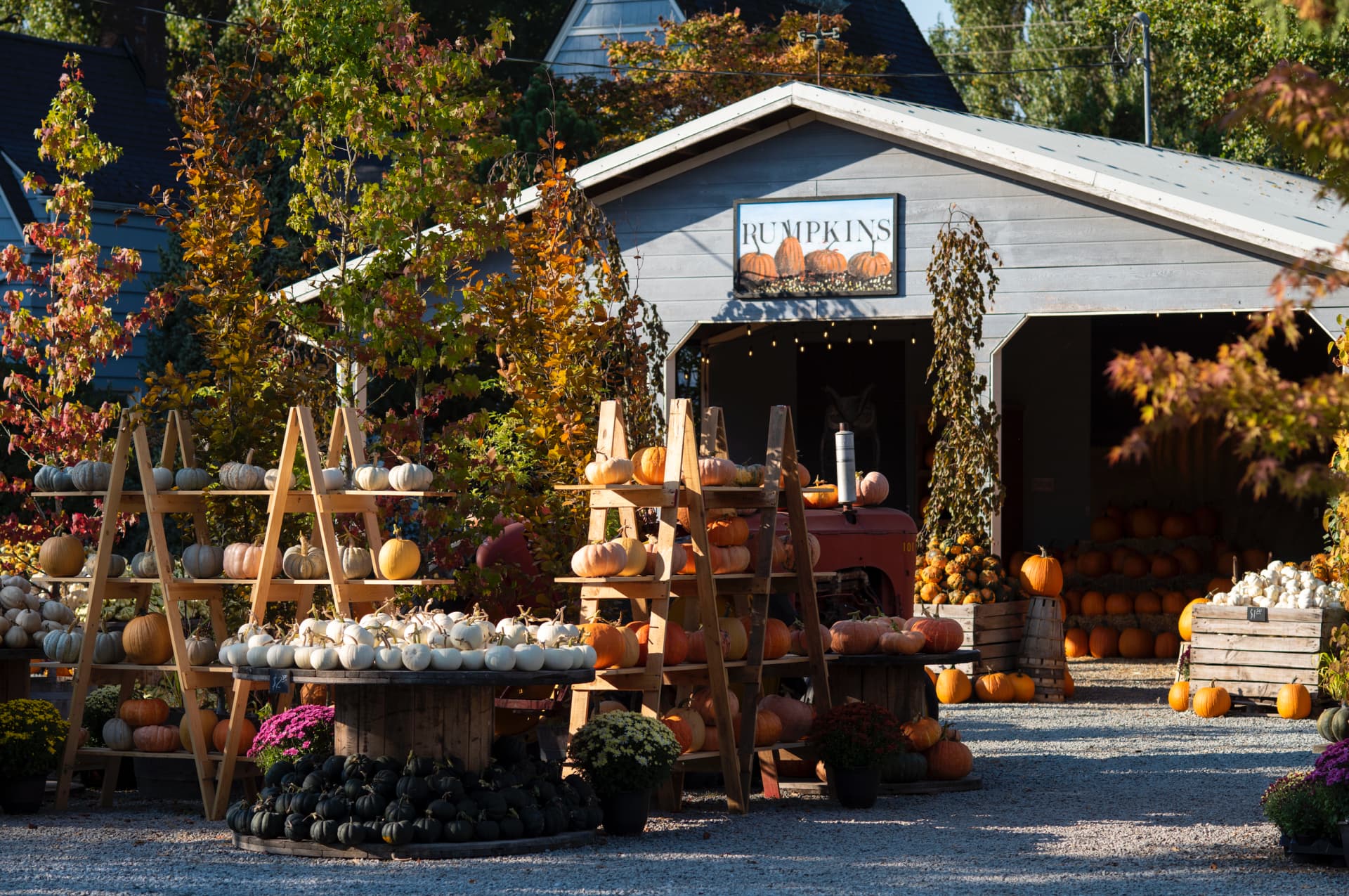 Gordon Skagit Farms — Pumpkin patches (photo 2)